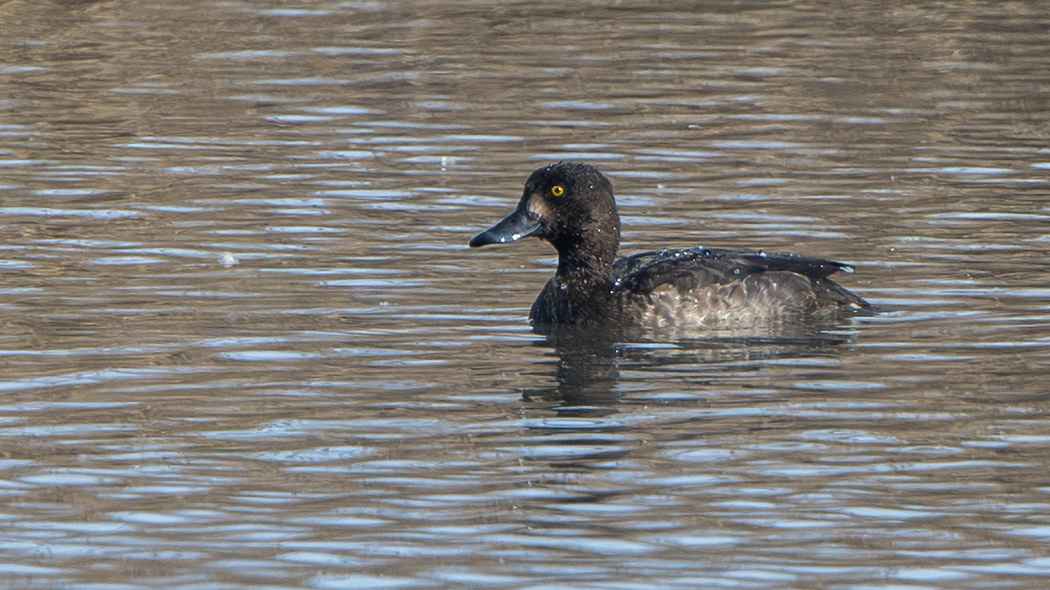 Greater Scaup